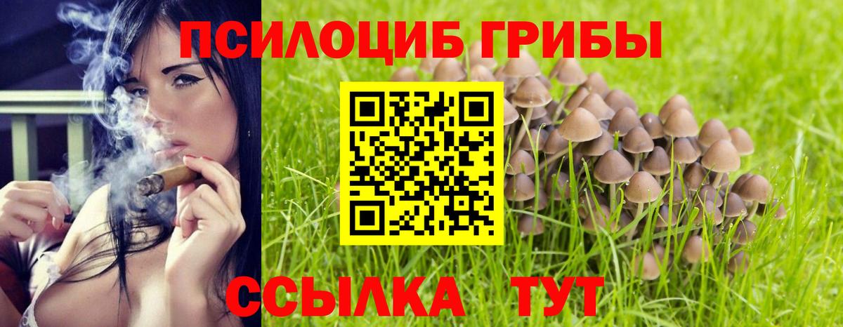 Галлюциногенные грибы Psilocybe Нягань